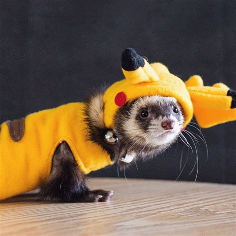 ferret dressed up